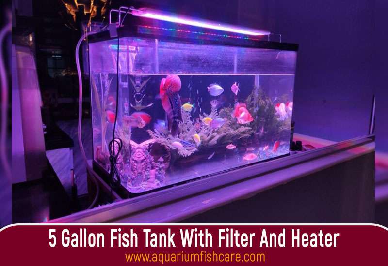 5 Gallon Fish Tank With Filter And Heater