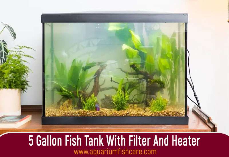 5 Gallon Fish Tank With Filter And Heater