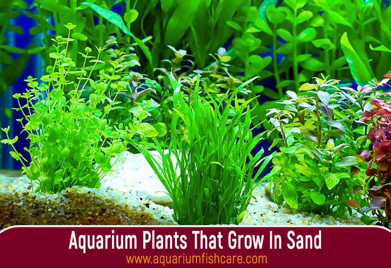 Aquarium Plants That Grow In Sand