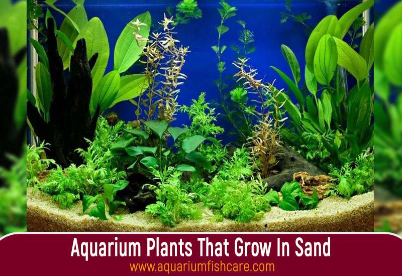 Aquarium Plants That Grow In Sand