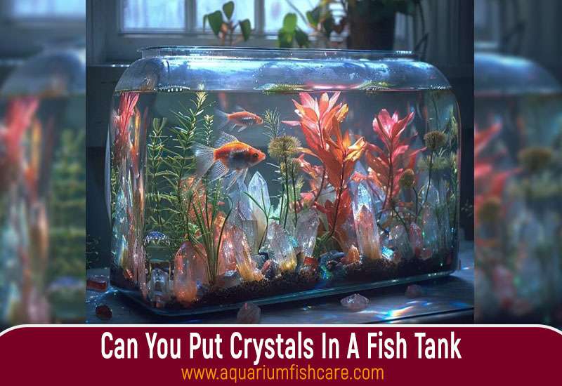 Can You Put Crystals In A Fish Tank