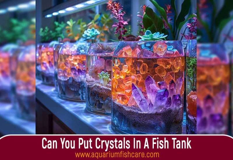 Can You Put Crystals In A Fish Tank