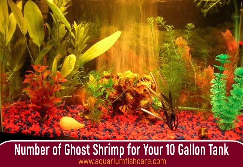 Discover the Ideal Number of Ghost Shrimp for Your 10 Gallon Tank