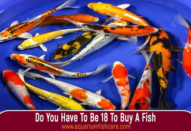 Do You Have To Be 18 To Buy A Fish