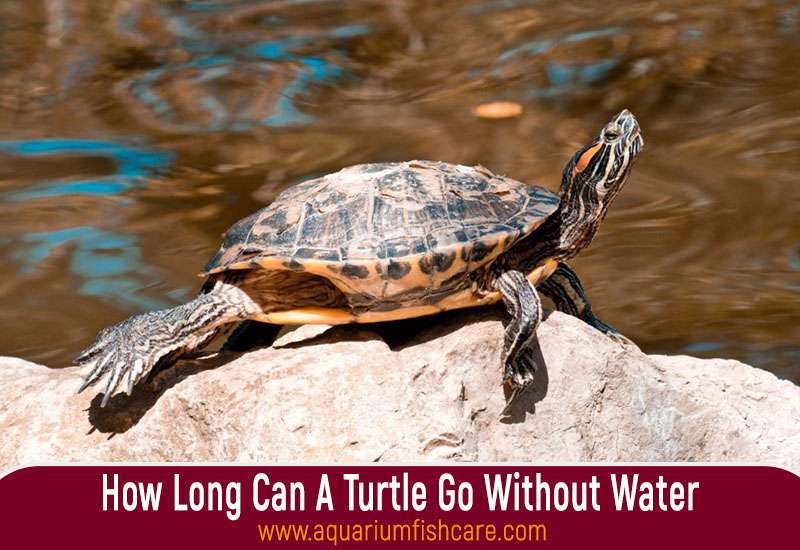 How Long Can A Turtle Go Without WaterHow Long Can A Turtle Go Without Water