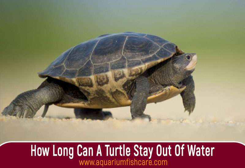 How Long Can A Turtle Stay Out Of Water