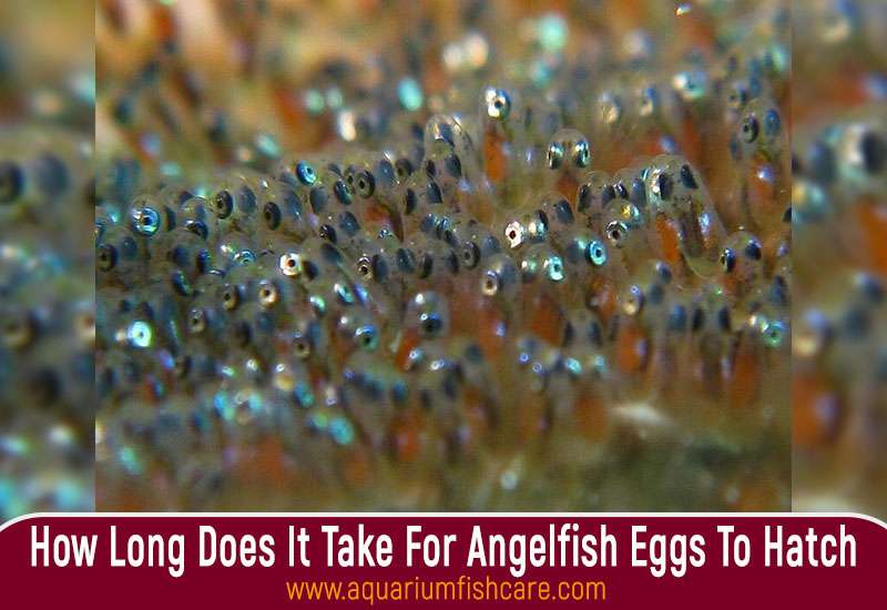 How Long Does It Take For Angelfish Eggs To Hatch