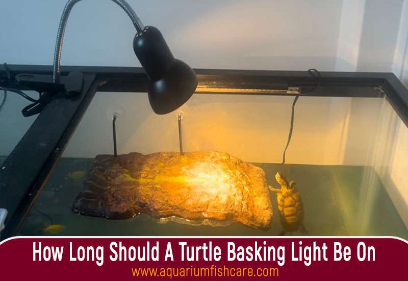 How Long Should A Turtle Basking Light Be On