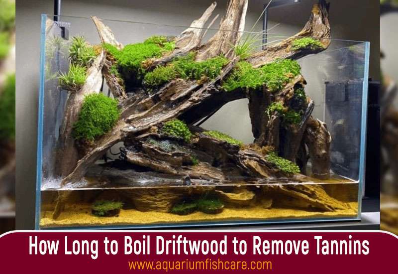 How Long to Boil Driftwood to Remove Tannins