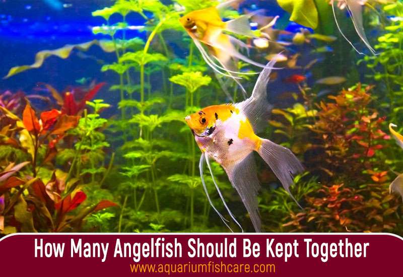 How Many Angelfish Should Be Kept Together