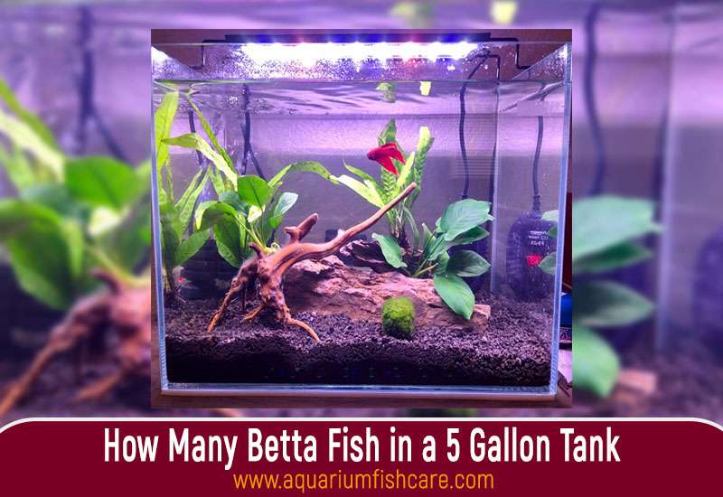 How Many Betta Fish in a 5 Gallon Tank