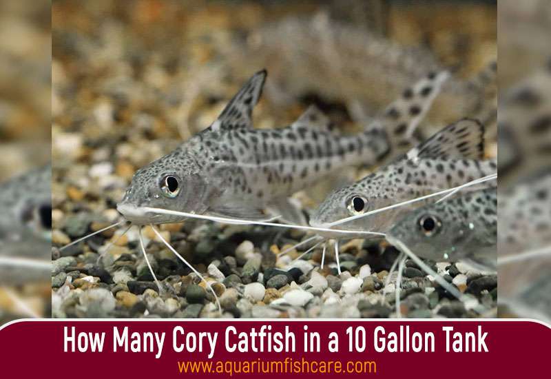 How Many Cory Catfish in a 10 Gallon Tank