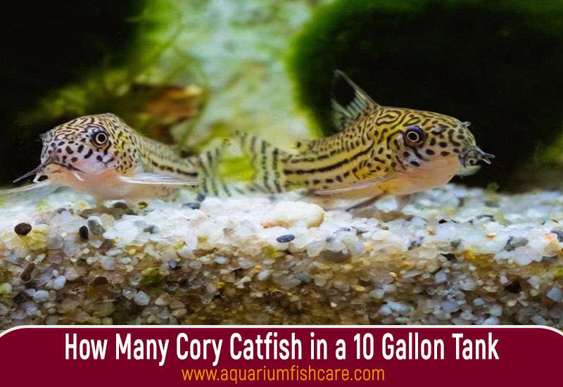 How Many Cory Catfish in a 10 Gallon Tank