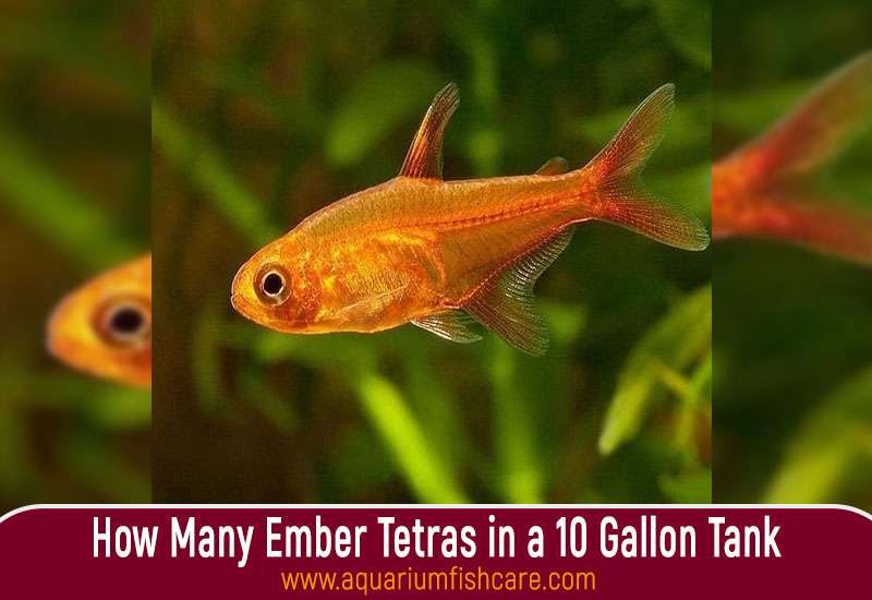 How Many Ember Tetras in a 10 Gallon Tank