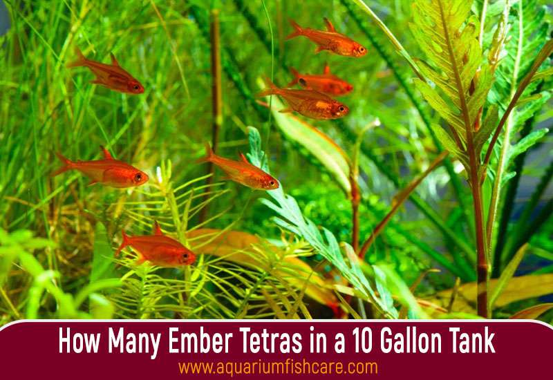 How Many Ember Tetras in a 10 Gallon Tank