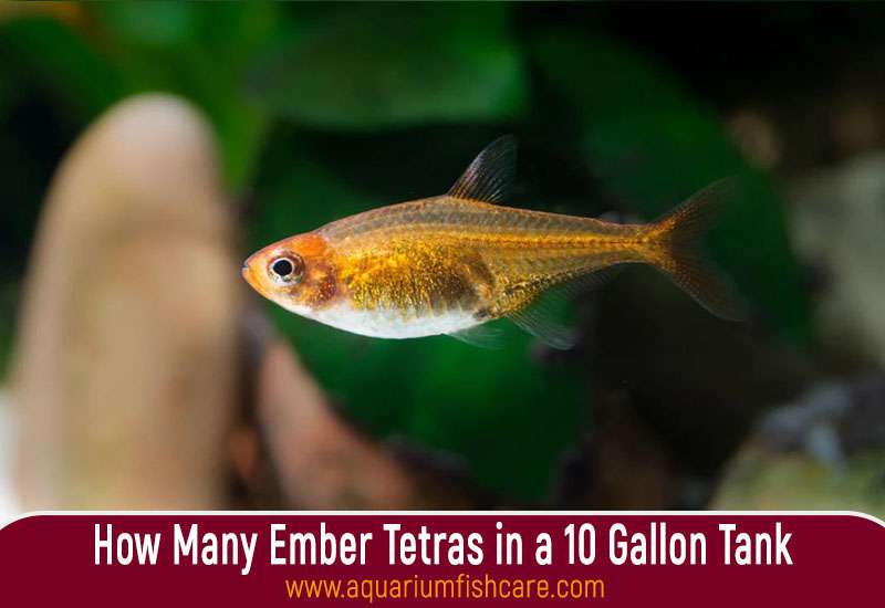 How Many Ember Tetras in a 10 Gallon Tank