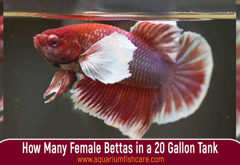 How Many Female Bettas in a 20 Gallon Tank