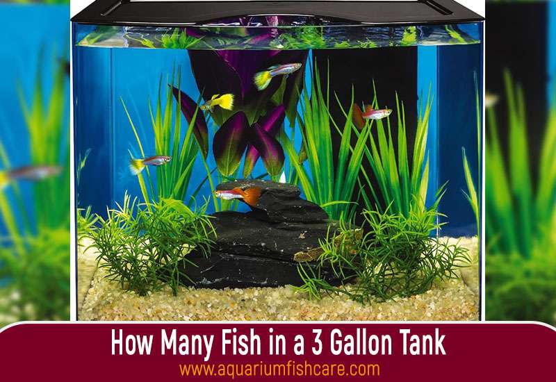 How Many Fish in a 3 Gallon Tank