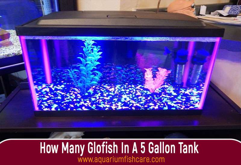 How Many Glofish In A 5 Gallon Tank