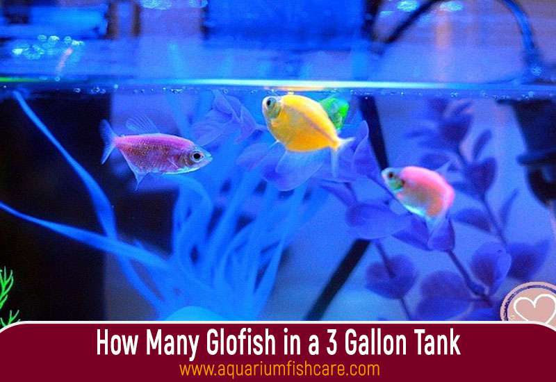 How Many Glofish in a 3 Gallon Tank