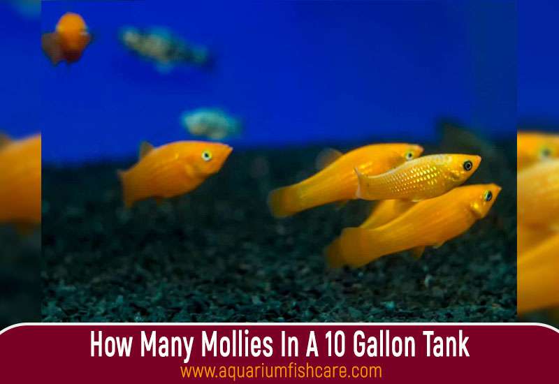 How Many Mollies In A 10 Gallon Tank