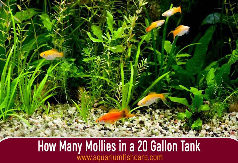 How Many Mollies in a 20 Gallon Tank