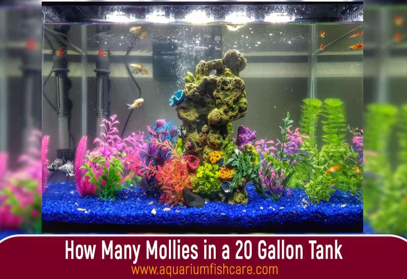 How Many Mollies in a 20 Gallon Tank