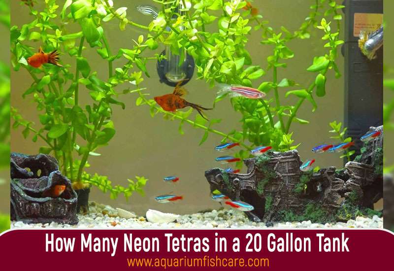 How Many Neon Tetras in a 20 Gallon Tank