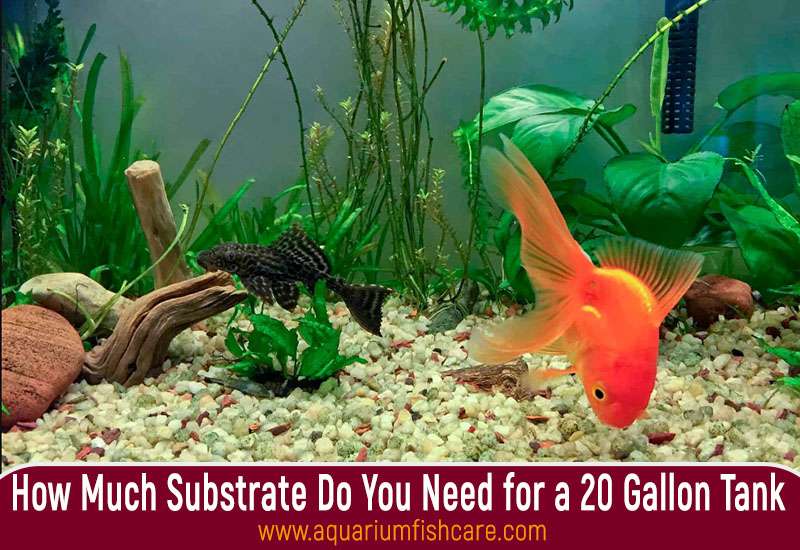 How Much Substrate Do You Need for a 20 Gallon Tank