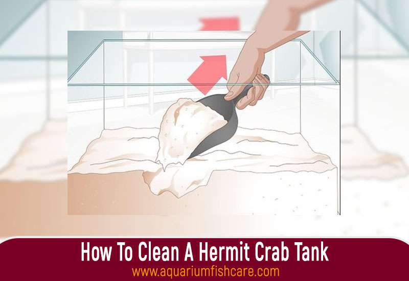 How To Clean A Hermit Crab Tank