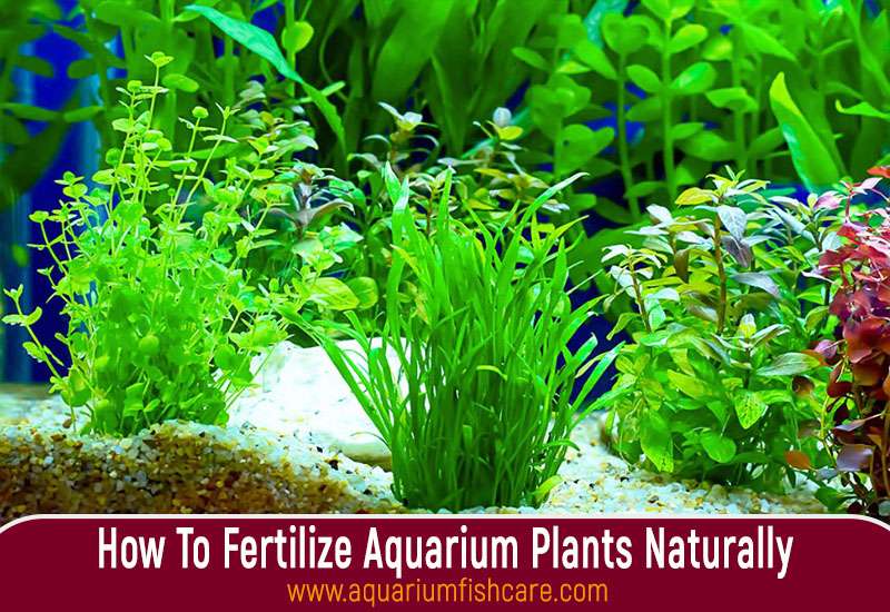 How To Fertilize Aquarium Plants Naturally