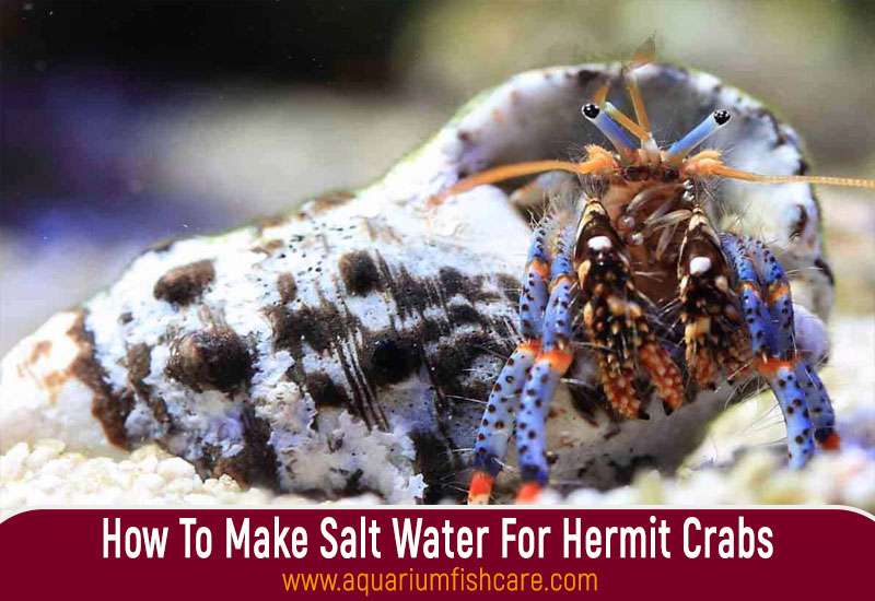 How To Make Salt Water For Hermit Crabs