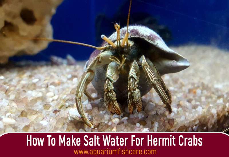 How To Make Salt Water For Hermit Crabs