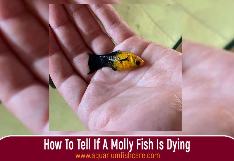 How To Tell If A Molly Fish Is Dying