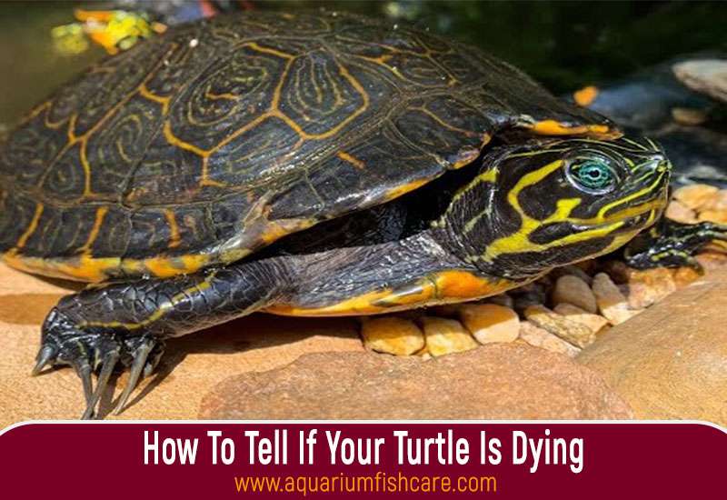 How To Tell If Your Turtle Is Dying