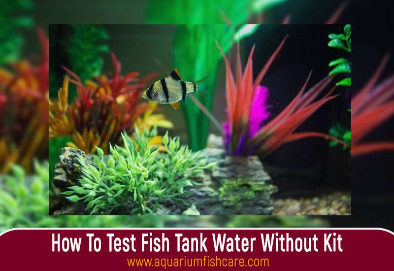 How To Test Fish Tank Water Without Kit