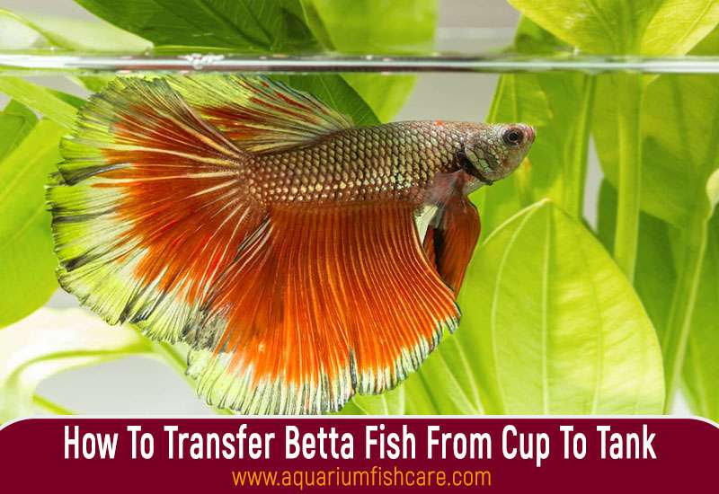 How To Transfer Betta Fish From Cup To Tank