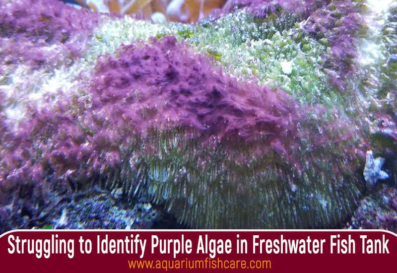 Struggling to Identify Purple Algae in Freshwater Fish Tank