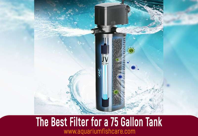 The Best Filter for a 75 Gallon Tank