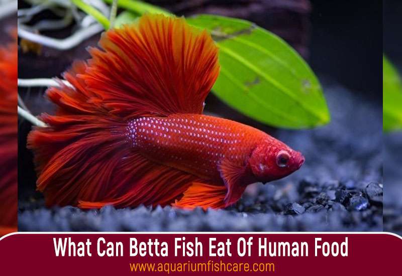 What Can Betta Fish Eat Of Human Food