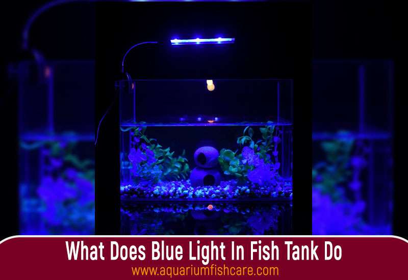 What Does Blue Light In Fish Tank Do