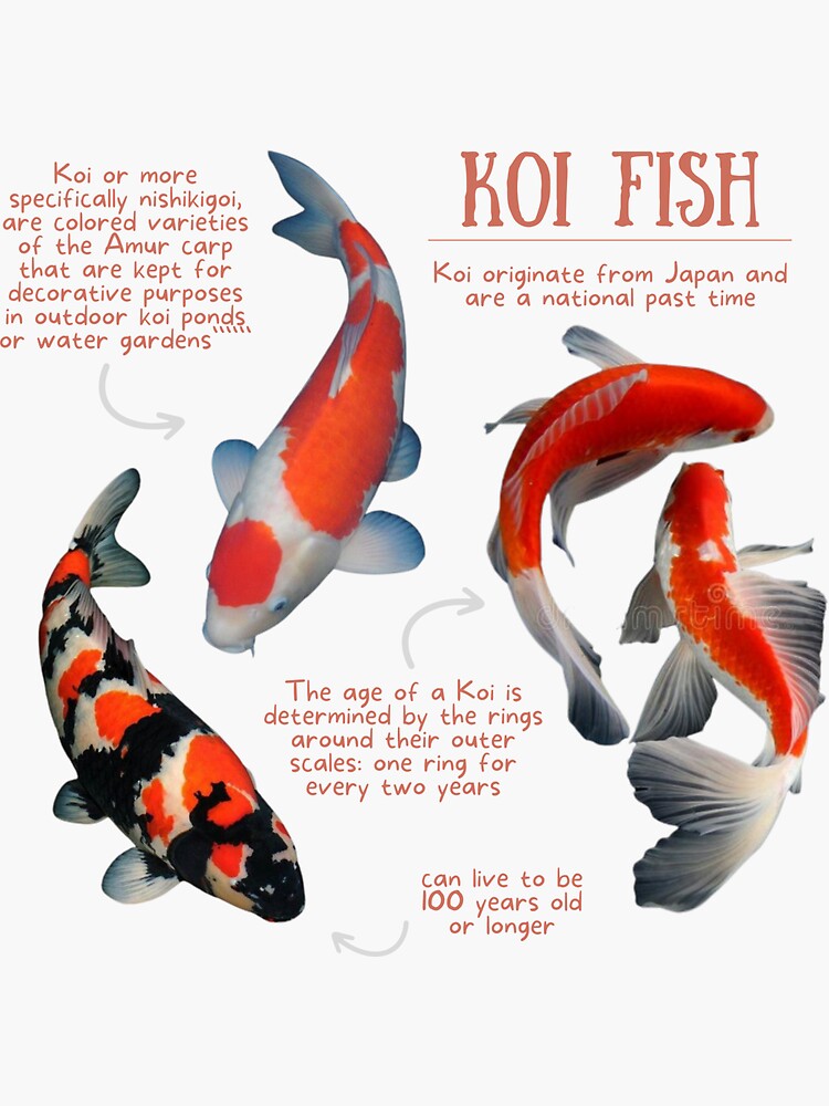 Can Koi Fish Live In A Tank