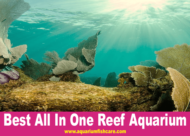 Best All In One Reef Aquarium