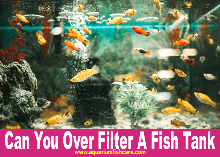 Can You Over Filter A Fish Tank