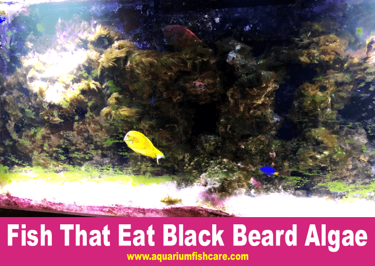 Fish That Eat Black Beard Algae