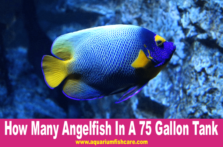 How Many Angelfish In A 75 Gallon Tank