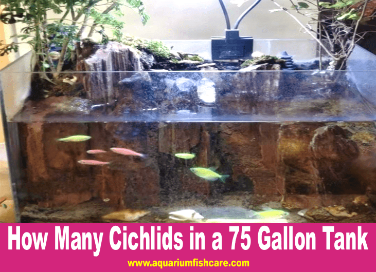 How Many Cichlids in a 75 Gallon Tank