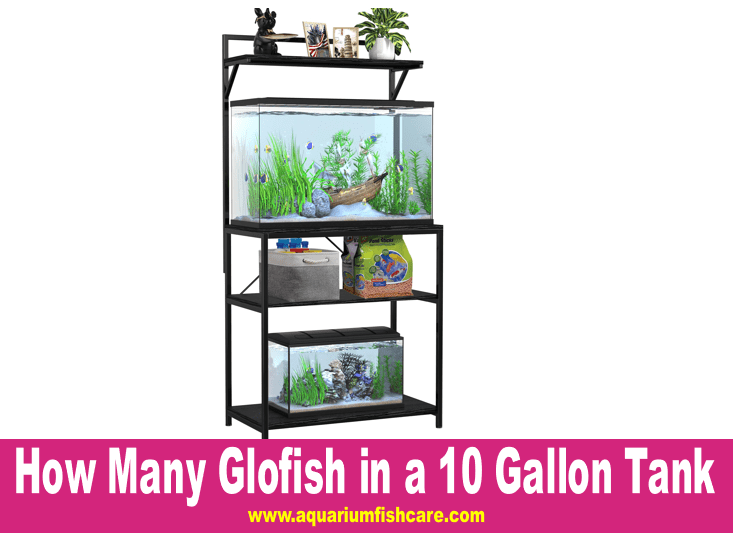 How Many Glofish in a 10 Gallon Tank