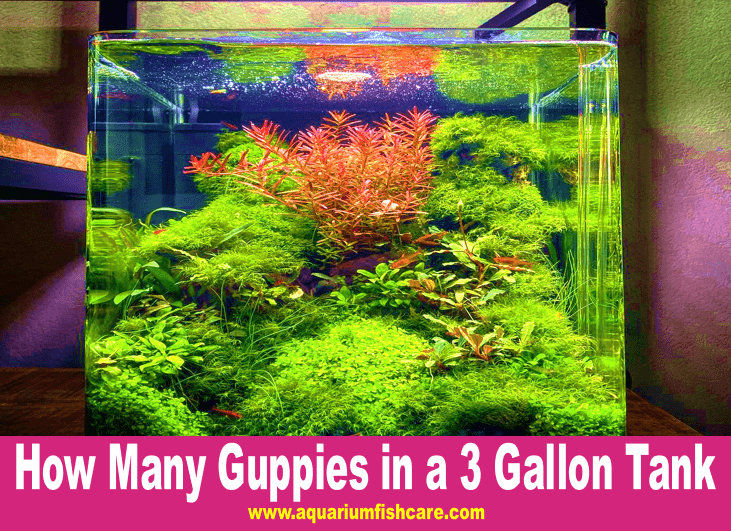 How Many Guppies in a 3 Gallon Tank