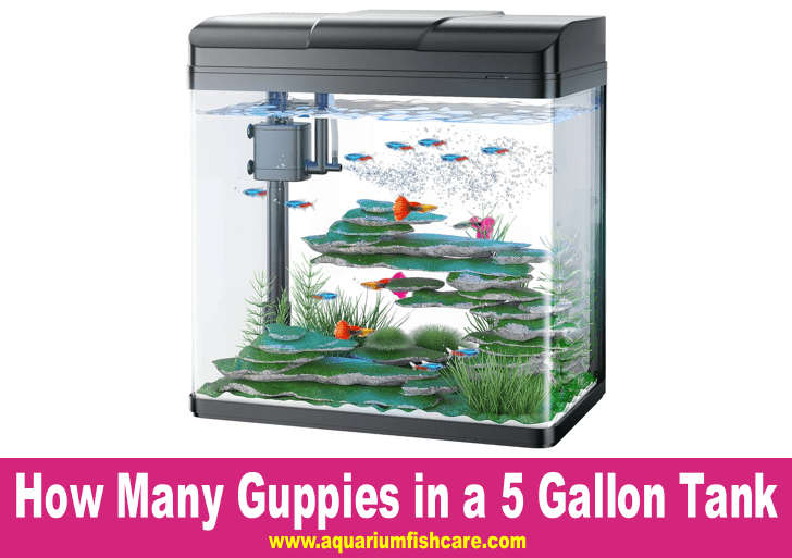 How Many Guppies in a 5 Gallon Tank